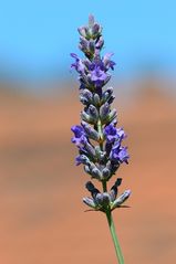 Lavendel in Käthes Garten