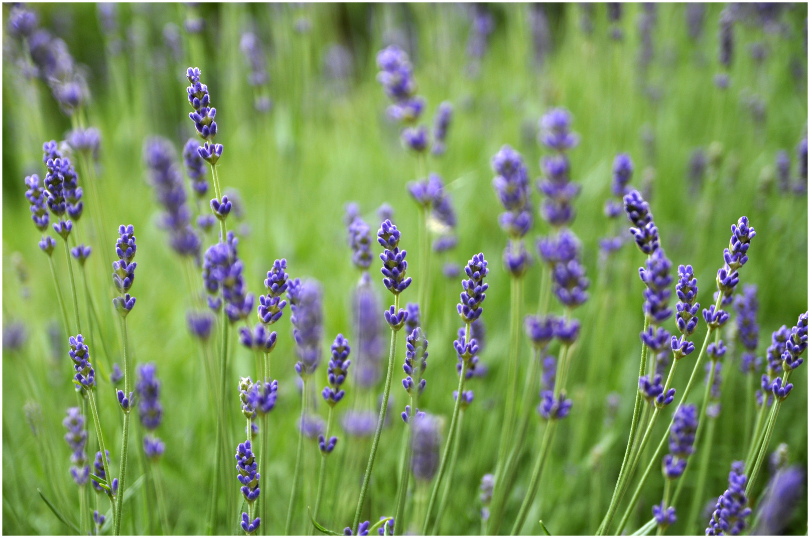 Lavendel in meinem Garten