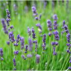 Lavendel in meinem Garten