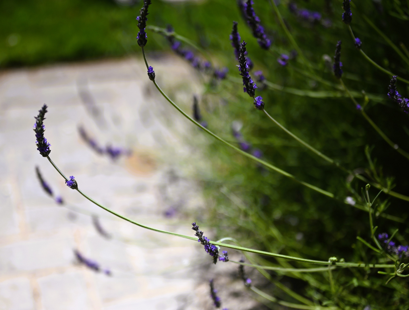 Lavendel in meinem Garten