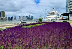 Lavendel in Rotterdam