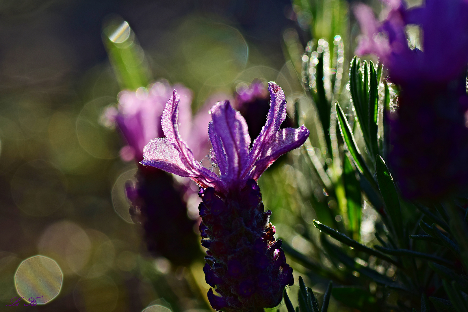 Lavendel in schönstem Licht