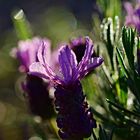 Lavendel in schönstem Licht