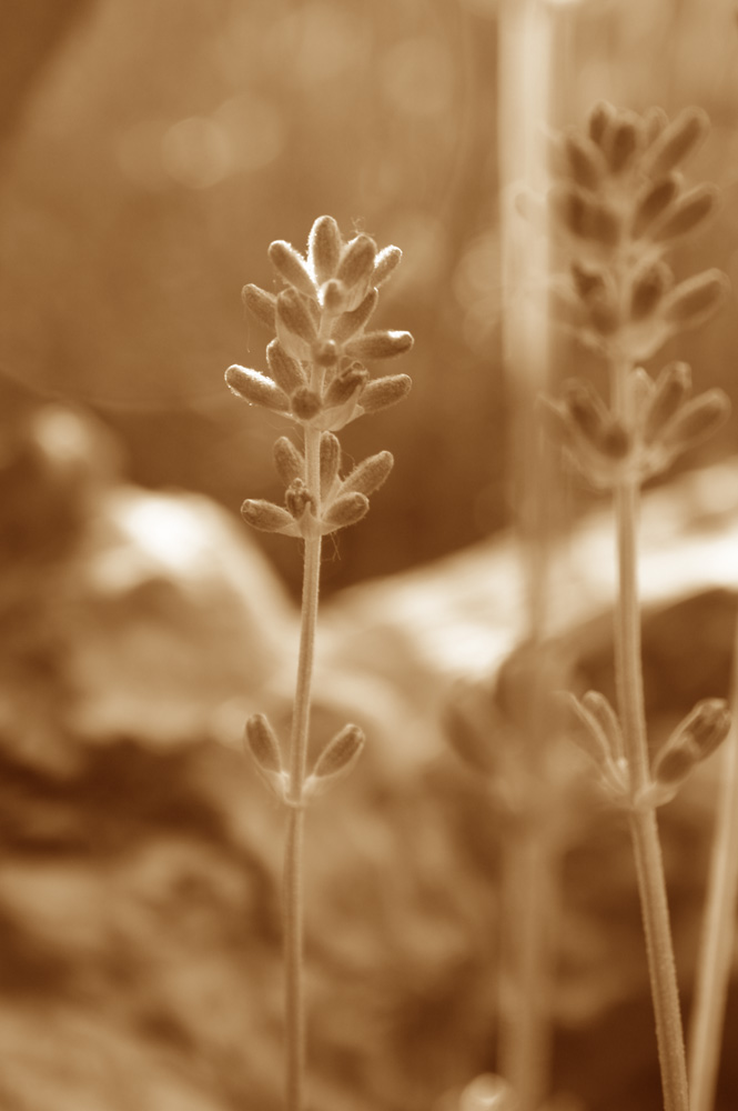 Lavendel in sepia