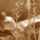 Lavendel in sepia