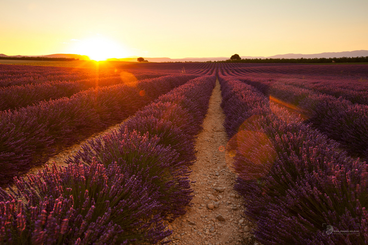 Lavendel in Südfrankreich