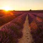 Lavendel in Südfrankreich