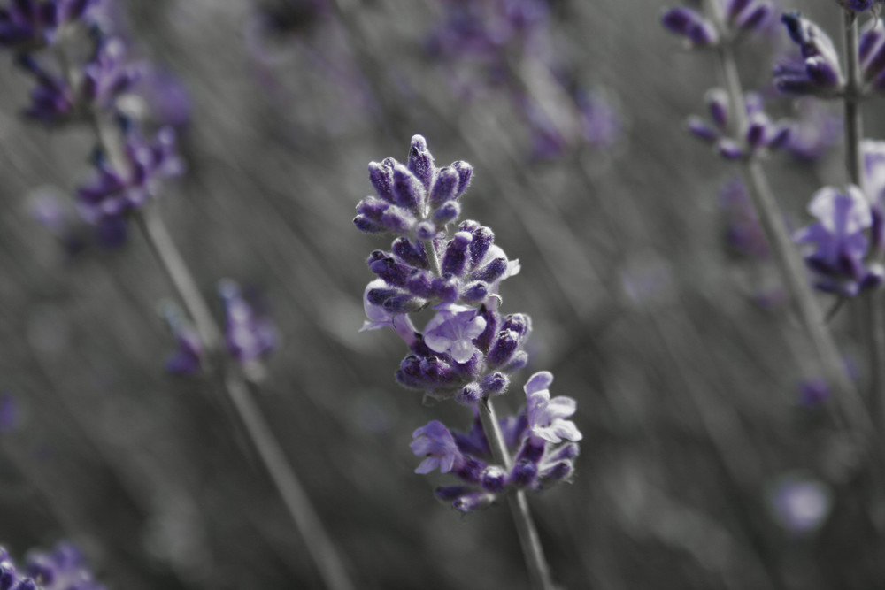 Lavendel in s/w