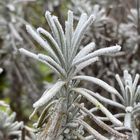 Lavendel in unserem Garten im Februar