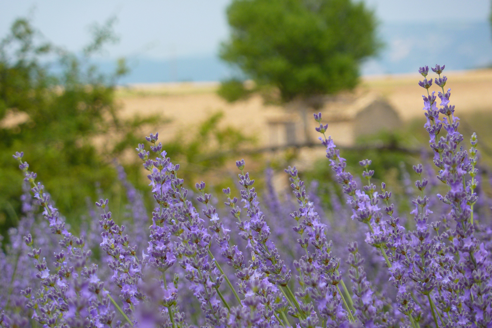 Lavendel in Valensole