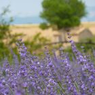 Lavendel in Valensole