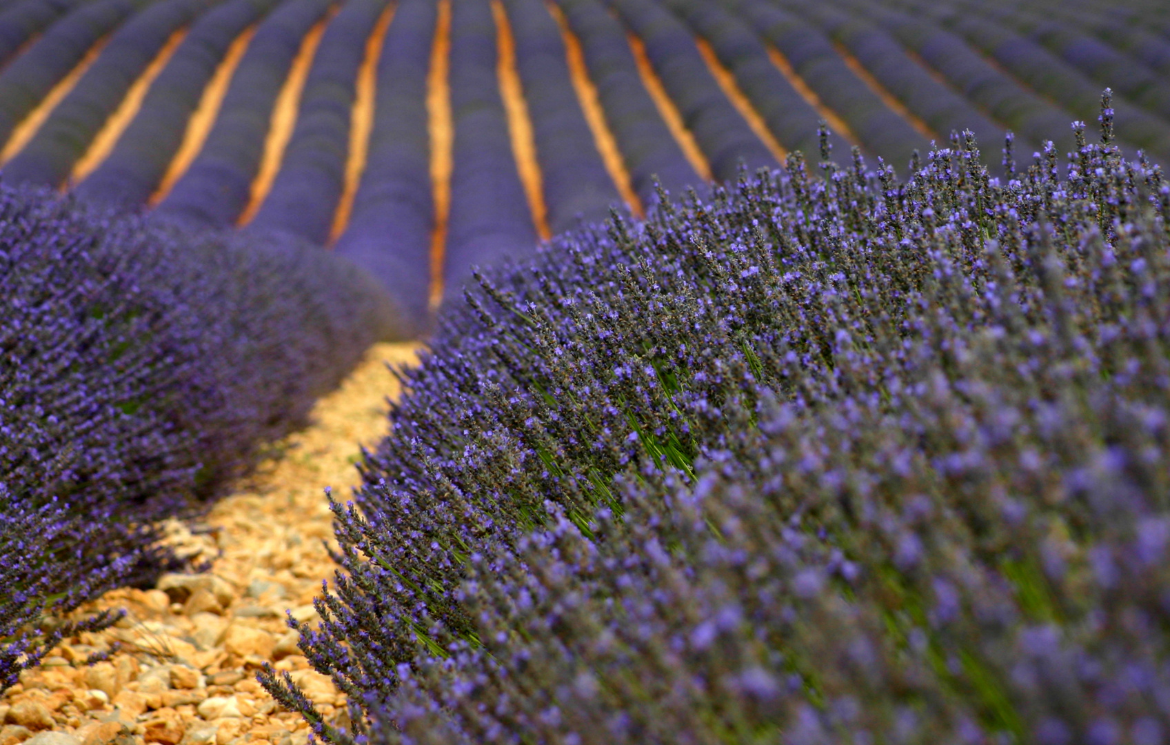 Lavendel in Valensole