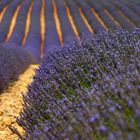 Lavendel in Valensole