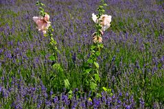 Lavendel in voller Blüte und ich mittendrin...!