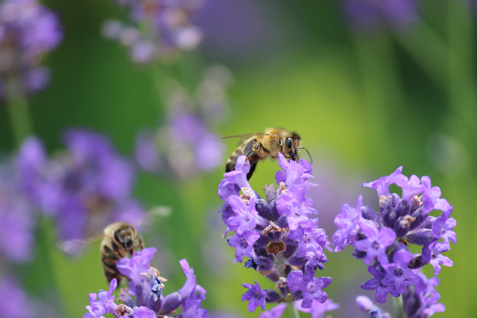 Lavendel inkl. Besucher