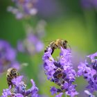 Lavendel inkl. Besucher