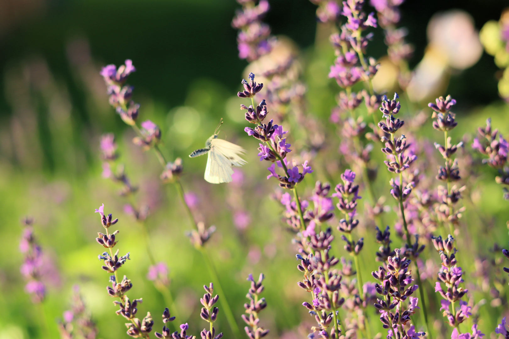 Lavendel ist beliebt