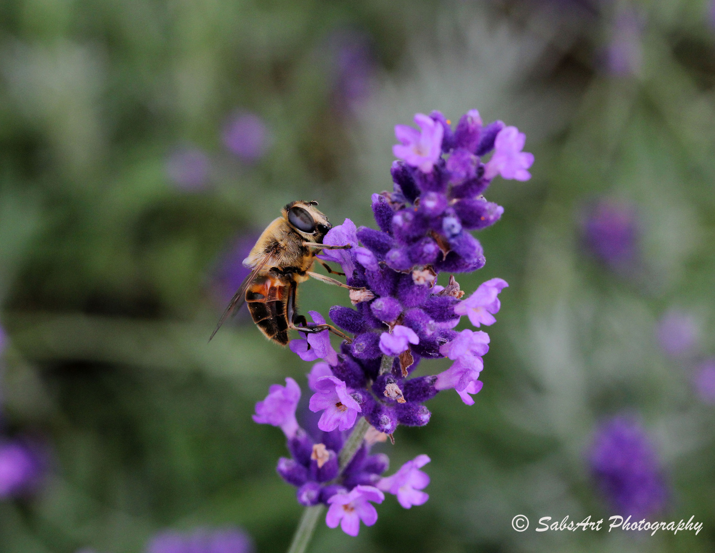 Lavendel ist isehr anziehend