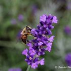 Lavendel ist isehr anziehend