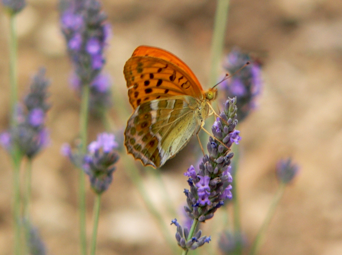 Lavendel ist schon etwas leckeres!