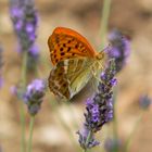 Lavendel ist schon etwas leckeres!