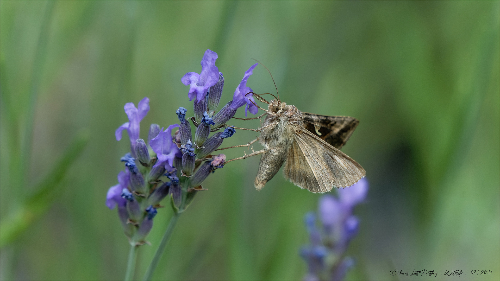  Lavendel ist was feines ....