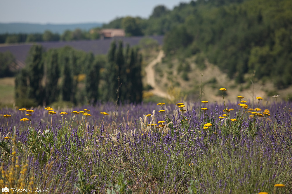 Lavendel IV