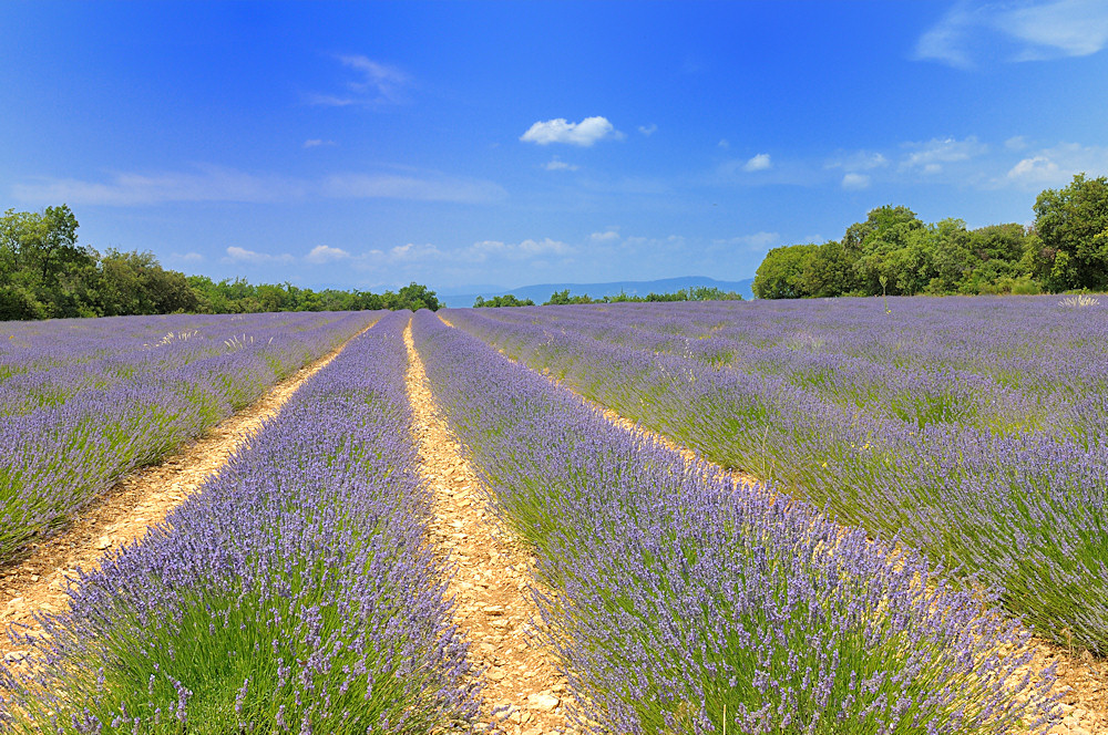 Lavendel Juli 2013