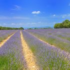 Lavendel Juli 2013