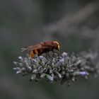 Lavendel Jupp oder  Volucella zonaria 