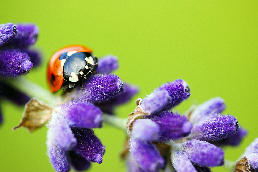 Lavendel-Käfer!