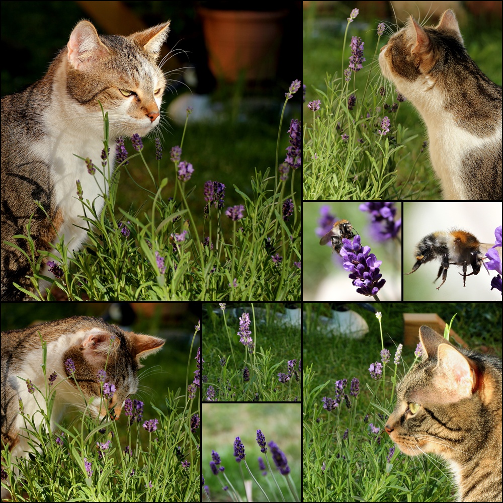 Lavendel - Katzen - Collage