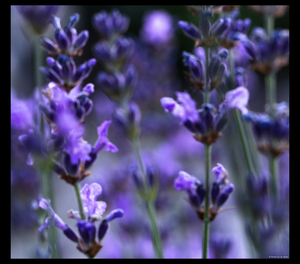 Lavendel (Lavandula)