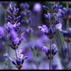 Lavendel (Lavandula)