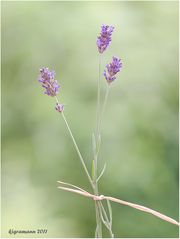 lavendel (lavandula angustifolia)....