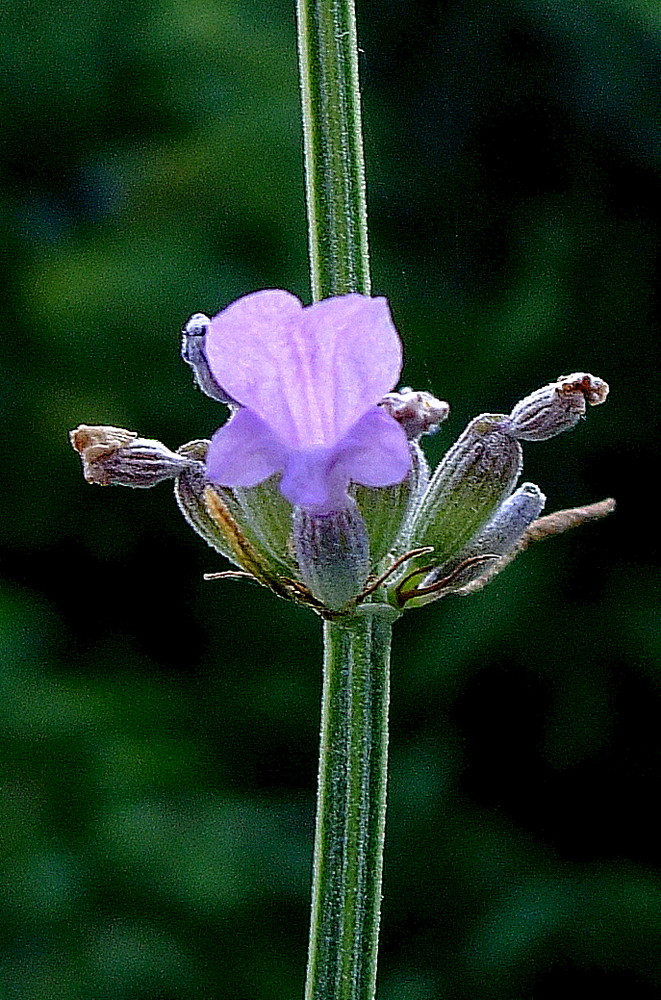 Lavendel (Lavandula angustifolia) Detail