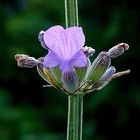 Lavendel (Lavandula angustifolia) Detail