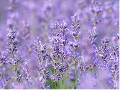  lavendel (lavandula angustifolia).....