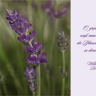 Lavendel - Lavandula...