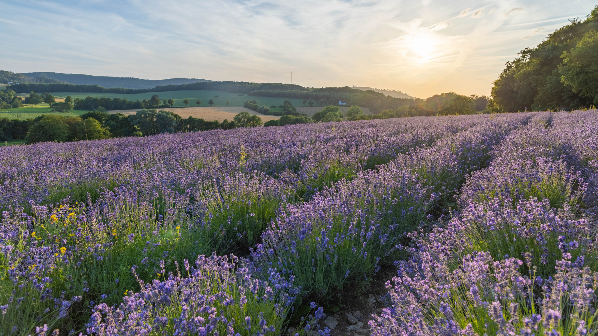 Lavendel, Lavendel