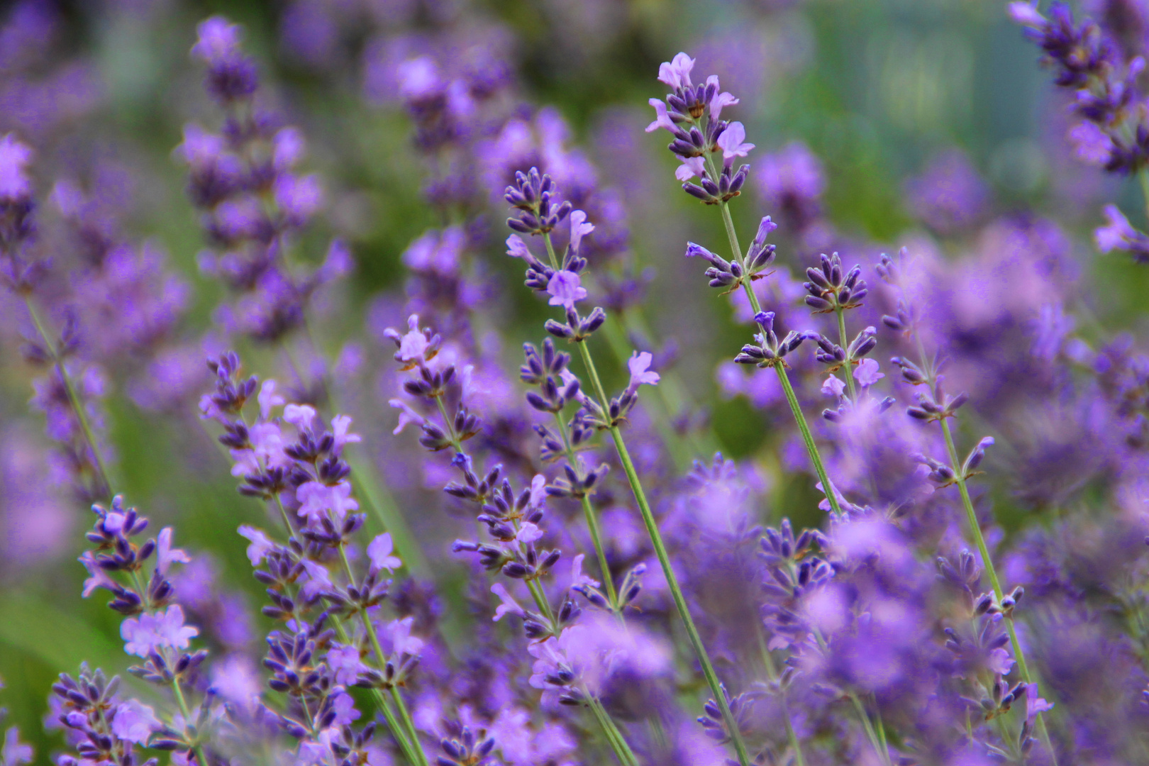 Lavendel - Lavendula Angustifolia