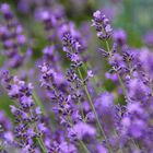Lavendel - Lavendula Angustifolia