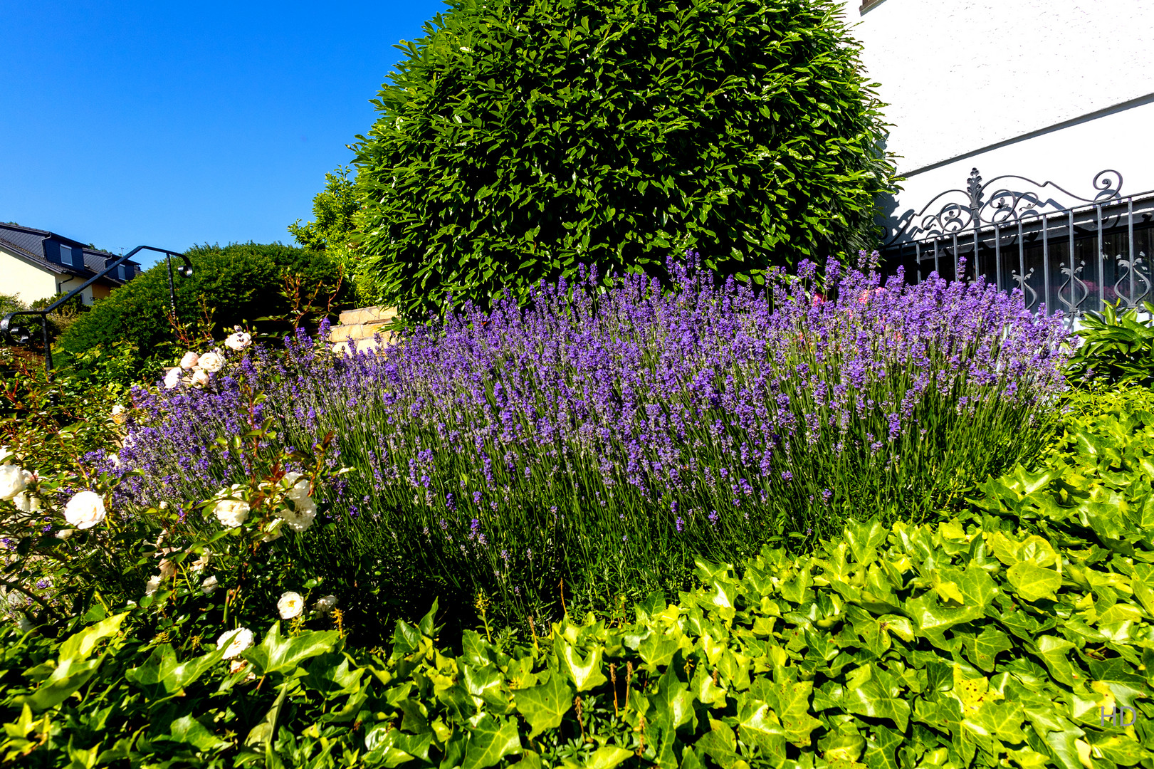 Lavendel (Lavendula angustifolia) im Vorgarten