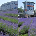 Lavendel - Lavendula - Lawenda im (X-Blick)