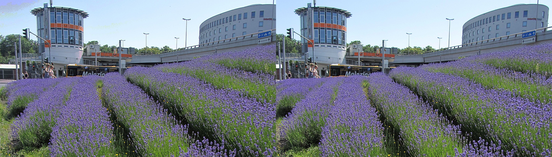 Lavendel - Lavendula - Lawenda im (X-Blick)