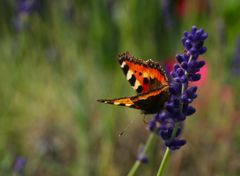 Lavendel - Liebe