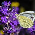 Lavendel Liebhaber