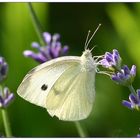 Lavendel lockt...