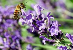 Lavendel lockt