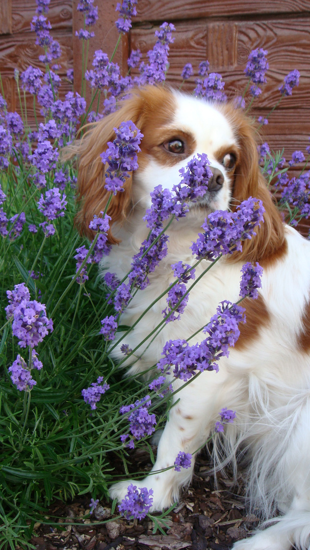 Lavendel Luna